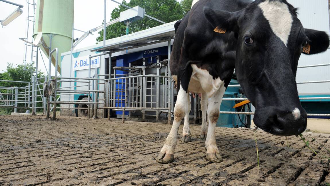 En Bretagne, des vaches "bas carbone" pour ménager la planète
