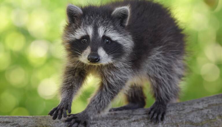 Ivres Des Ratons Laveurs Sont Arretes Par La Police Canadienne Geo Fr