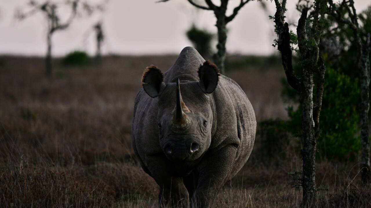Tanzanie: 9 rhinocéros noirs sud-africains réinstallés au parc du Serengeti