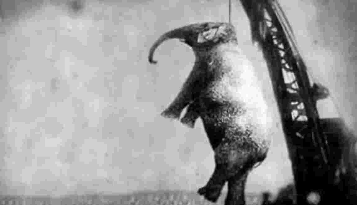 Erwin, la ville qui a pendu un éléphant le 13 septembre 1916 - Geo.fr