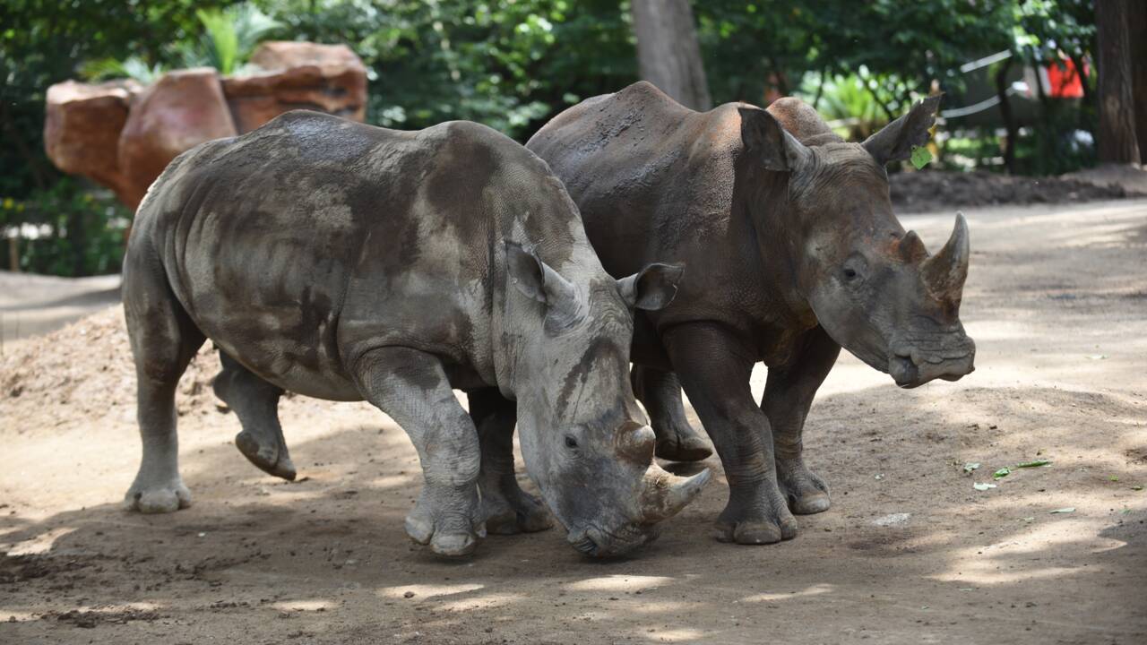 Italie: deux embryons pour sauver le rhinocéros blanc du Nord de l'extinction