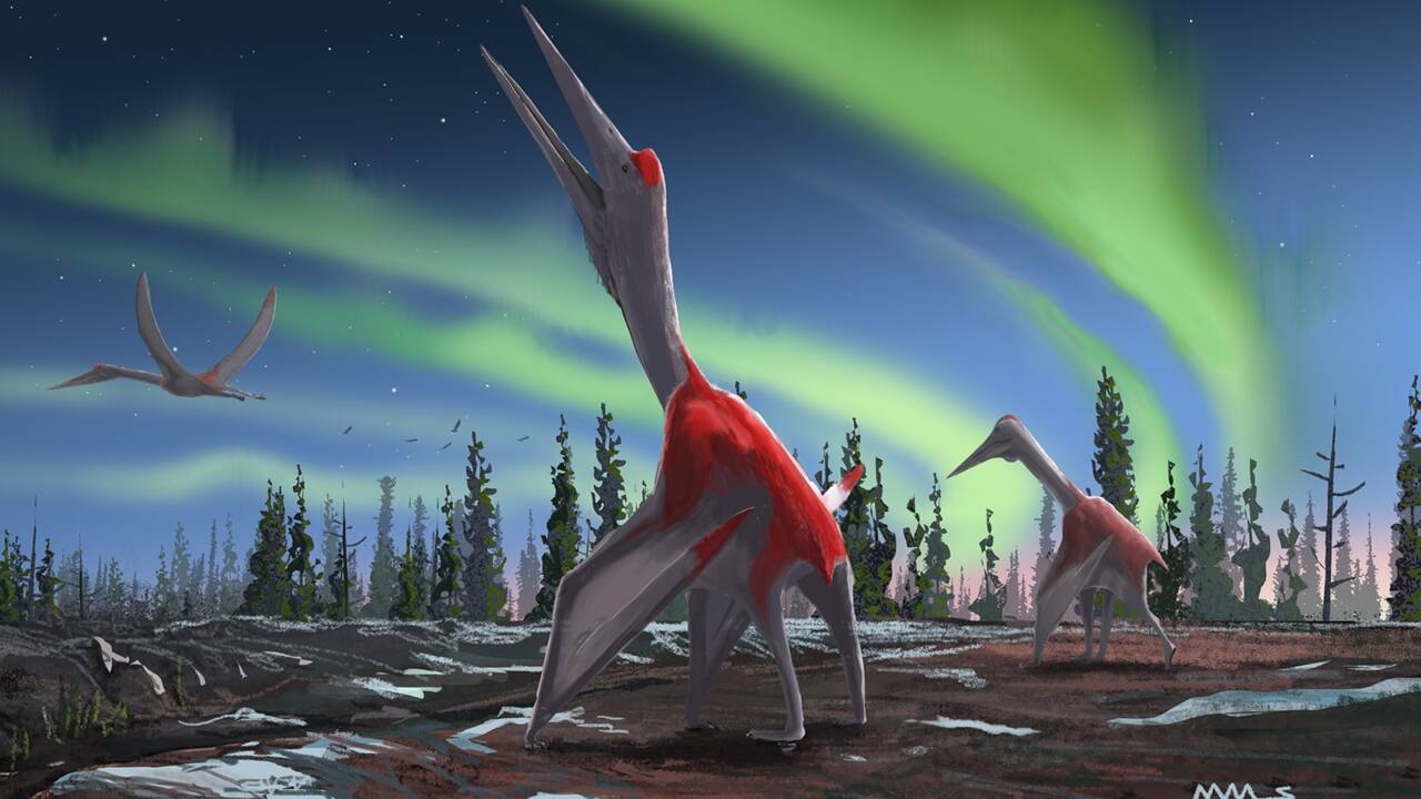 Découverte d'une nouvelle espèce de ptérosaure, l'une des plus grandes créatures ayant volé sur Terre