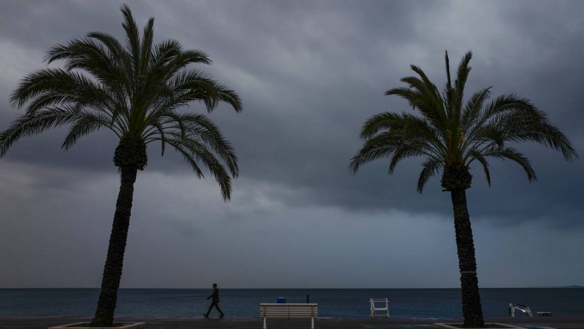 Face à la mort des palmiers de la Côte d'Azur, un sauvetage en rang désordonné