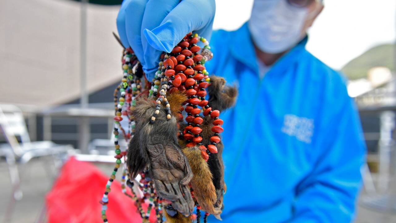 Colombie: saisie de morceaux d'un millier d'animaux utilisés en sorcellerie