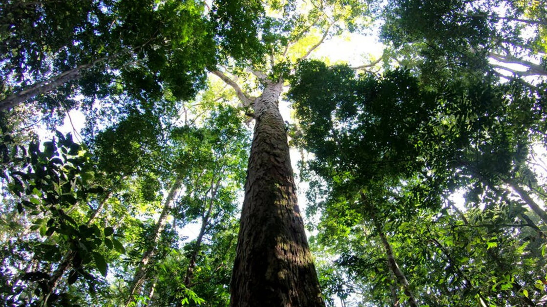 L'Amazonie abrite des arbres bien plus grands qu'on ne pensait Geo.fr