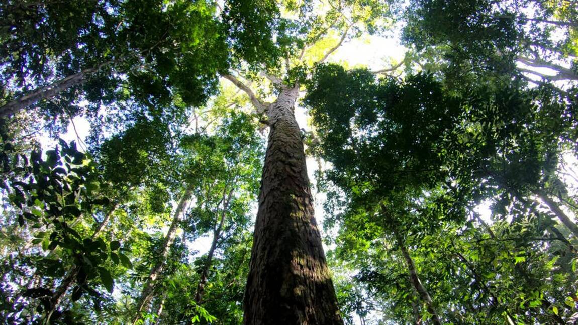 L'Amazonie abrite des arbres bien plus grands qu'on ne pensait