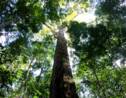 L'Amazonie abrite des arbres bien plus grands qu'on ne pensait