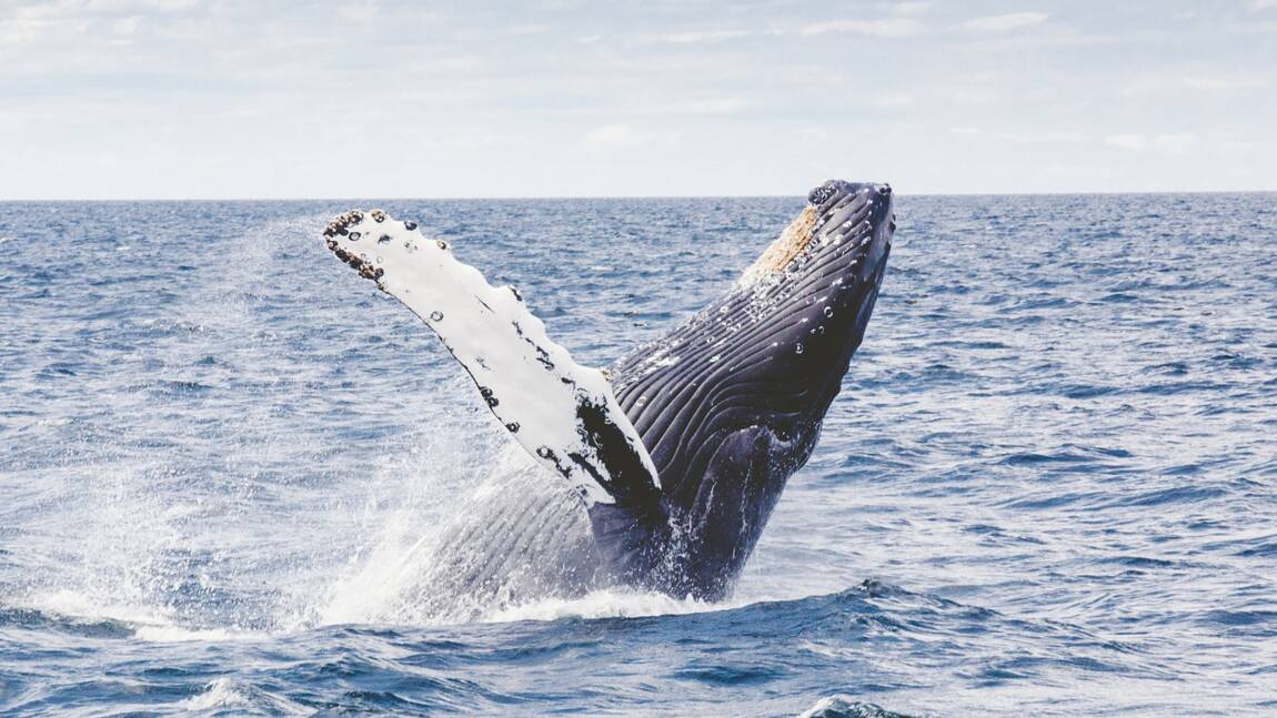 Comment les baleines à bosse modifient leurs chants au fil de leur voyage