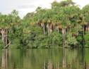 Archéologie : l'Amazonie était peuplée bien avant l'arrivée des premiers colons