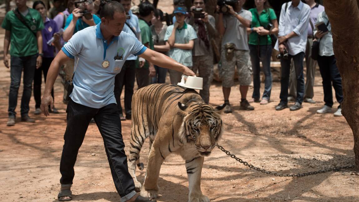 Thaïlande : mort de dizaines de tigres confisqués à un temple pour soupçon de maltraitance