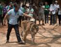 Thaïlande : mort de dizaines de tigres confisqués à un temple pour soupçon de maltraitance