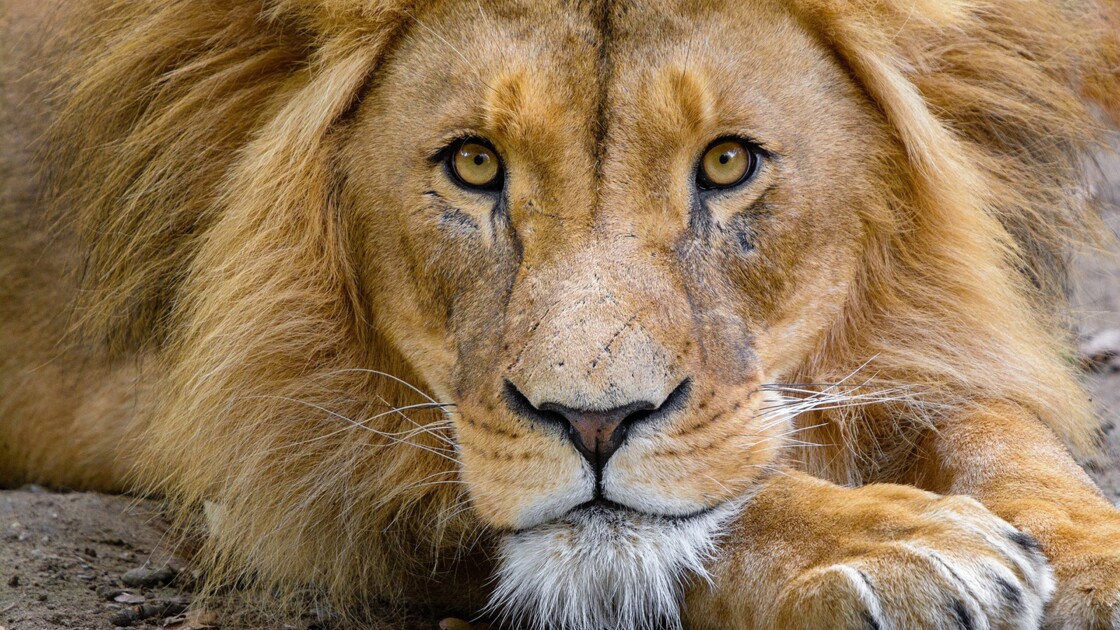 Les Etats Unis Autorisent Un Chasseur A Importer Son Trophee De