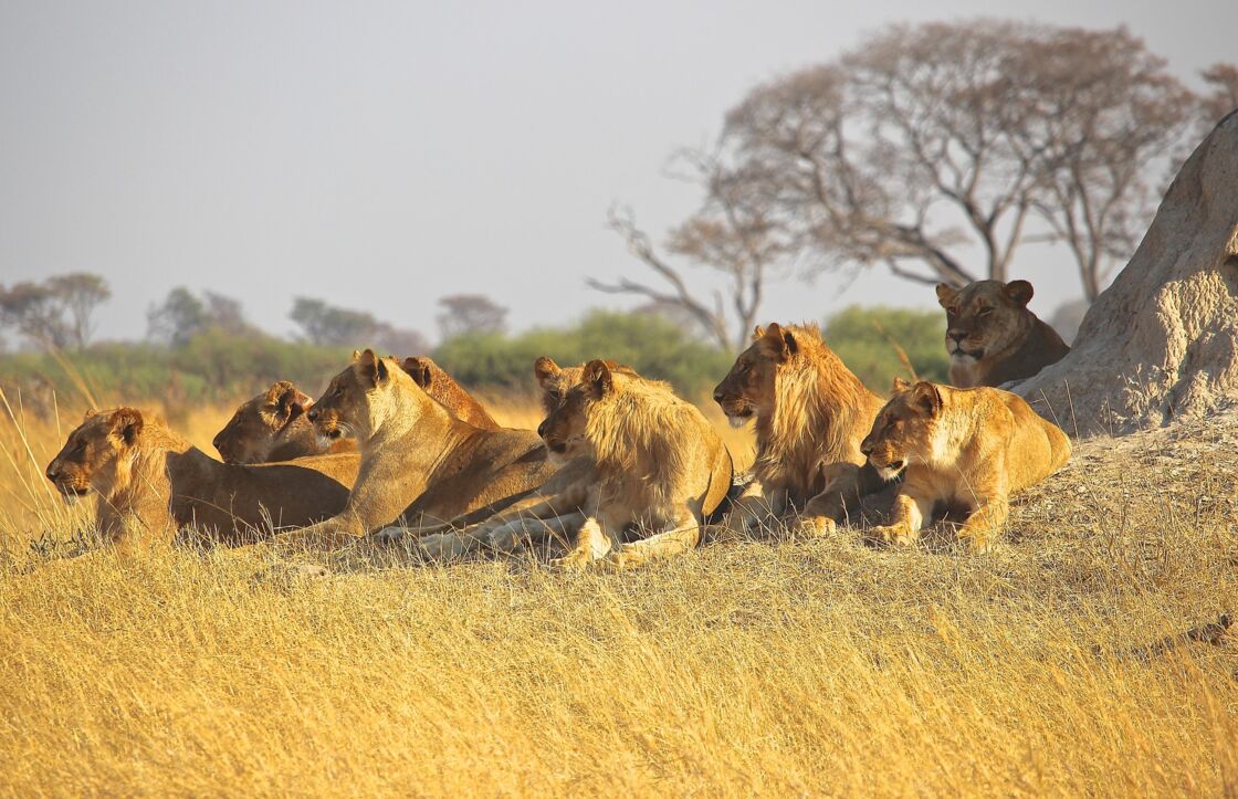 Les Etats-Unis autorisent un chasseur Ã  importer son trophÃ©e de lion tuÃ© en Tanzanie - Geo.fr