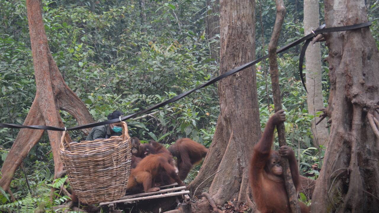 Indonésie : des orangs-outans menacés par les incendies de forêt