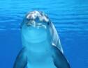 La Nouvelle-Zélande interdit la nage avec les grands dauphins pour les protéger de l'homme