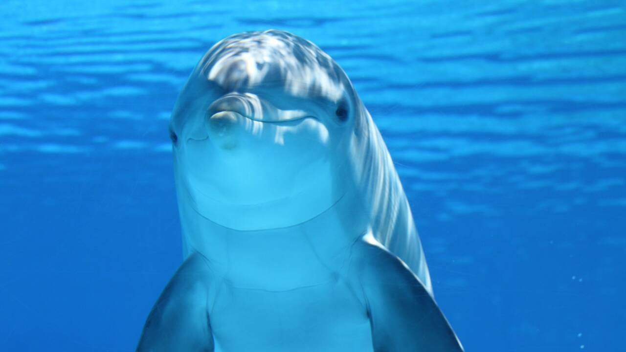 La Nouvelle-Zélande interdit la nage avec les grands dauphins pour les protéger de l'homme