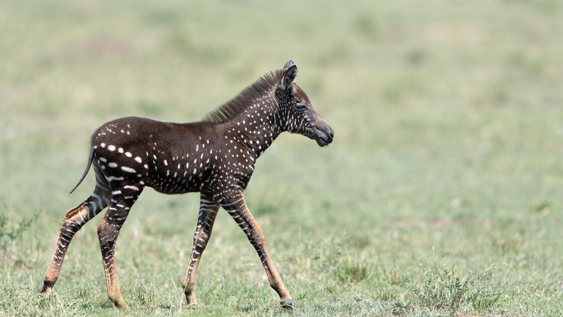 Un Photographe Immortalise Un Rarissime Zebre A Pois Blancs Au Kenya Geo Fr