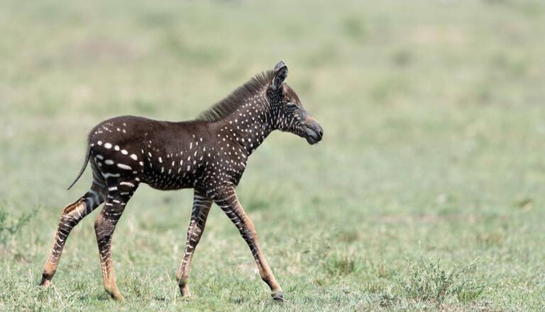 Un Photographe Immortalise Un Rarissime Zebre A Pois Blancs Au Kenya Geo Fr