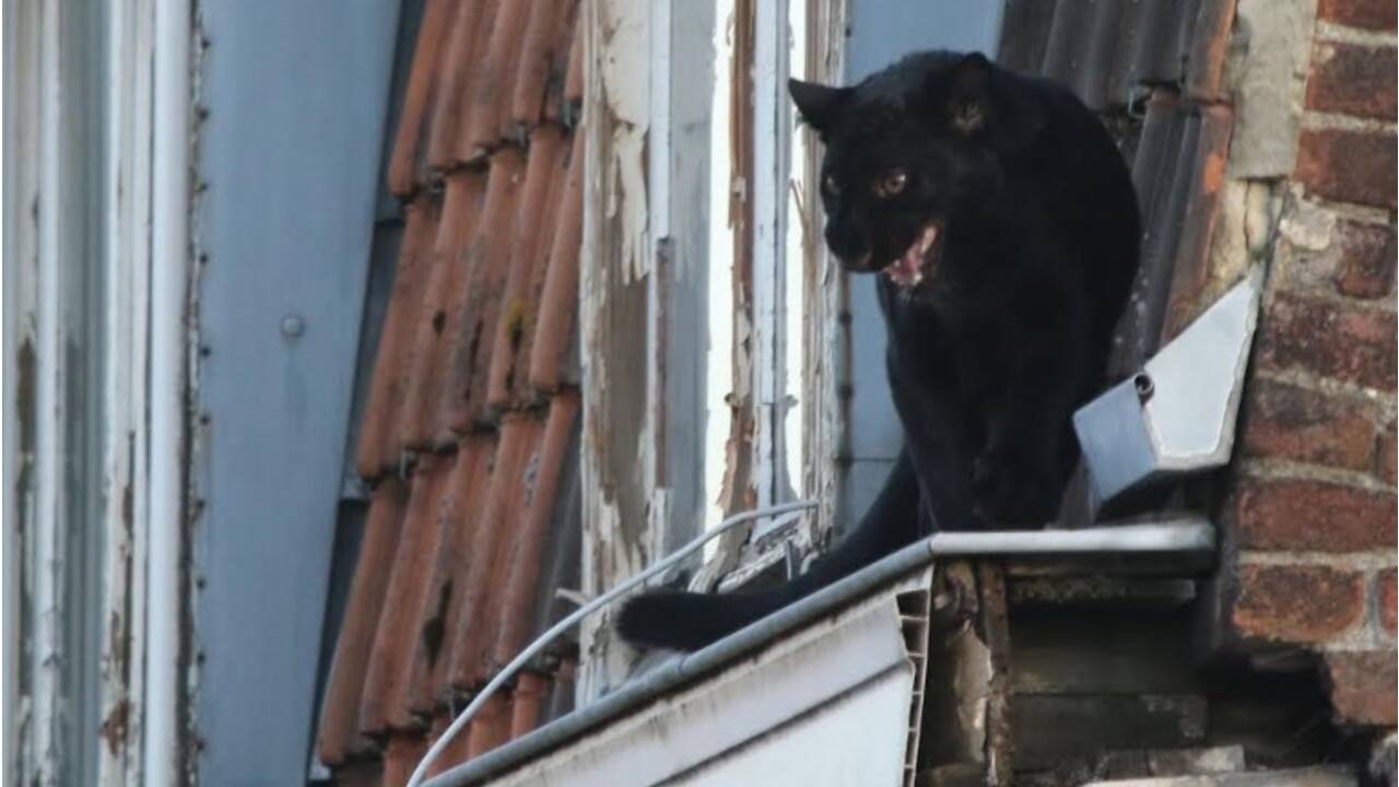 Une panthère noire capturée sur un toit à Armentières