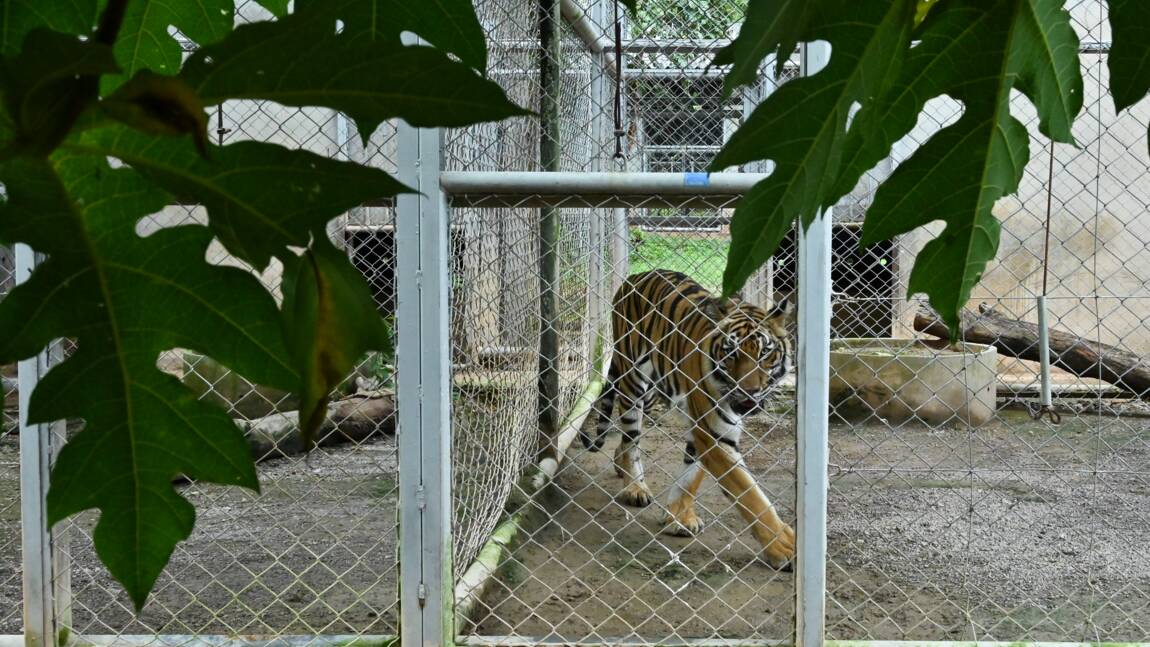 Thaïlande: course contre la montre pour sauver une soixantaine de tigres confisqués à un temple