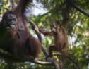 A Bornéo, la réserve destinée à protéger une forêt peuplée d'orangs-outans progresse
