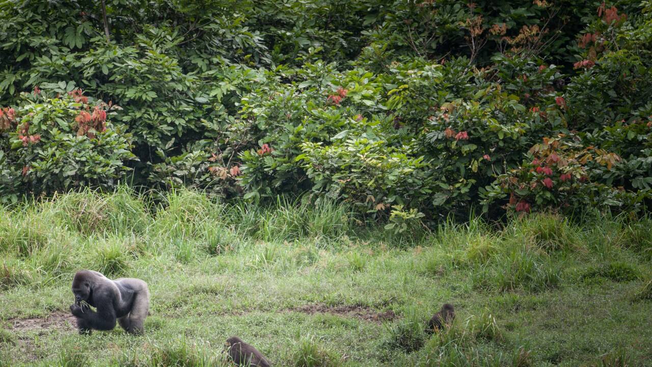 Le Gabon, 1er pays africain payé pour ses efforts contre la déforestation