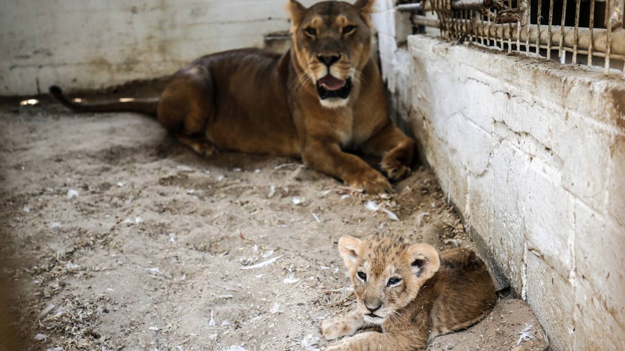 Le sinistre zoo de Gaza rouvre quelques mois après sa fermeture