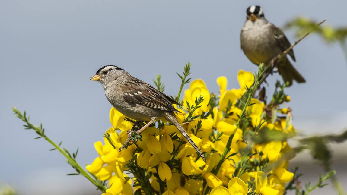 Comment les néonicotinoïdes pourraient avoir favorisé le déclin des oiseaux migrateurs