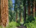 La plus grande forêt privée de séquoias géants bientôt protégée en Californie ?