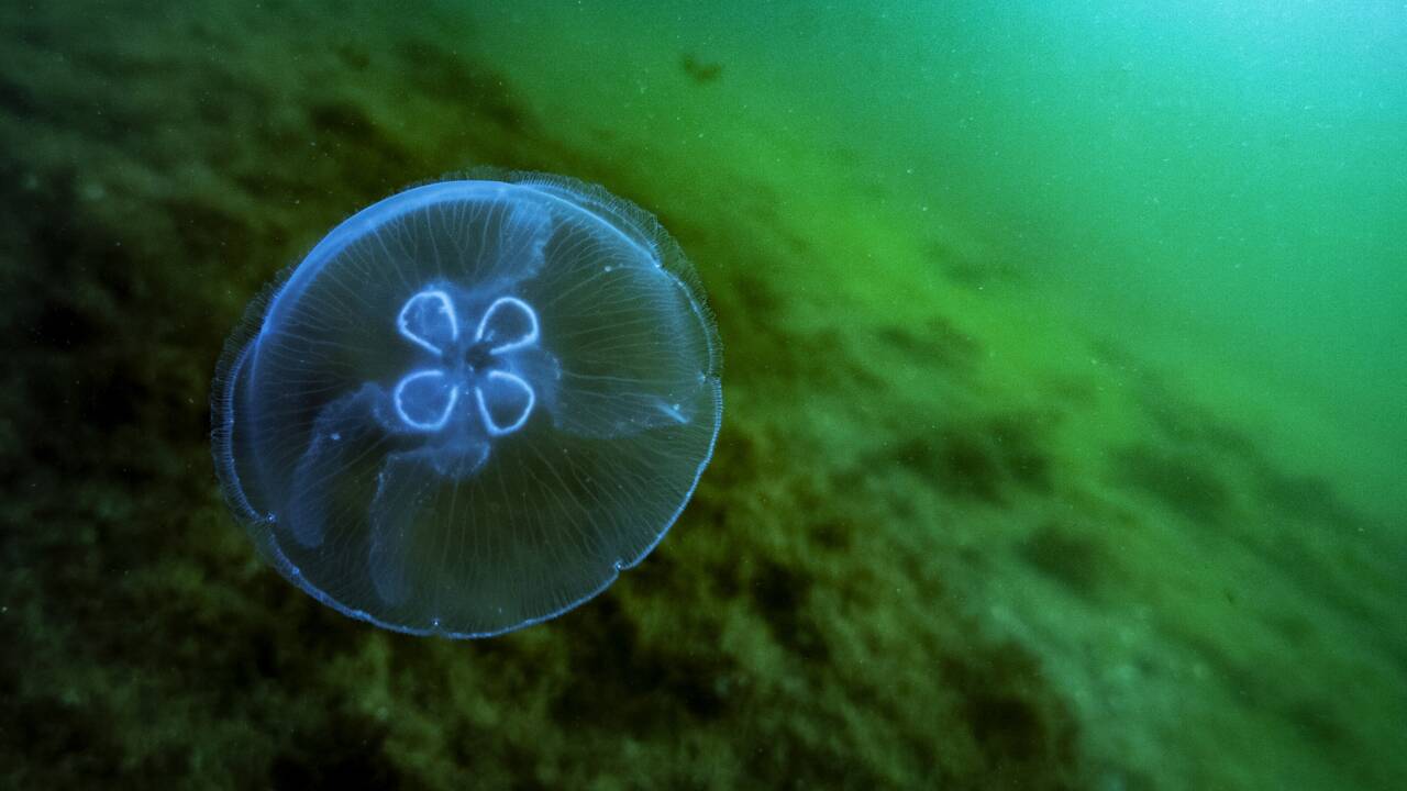 Les méduses, gagnantes du bouleversement des océans
