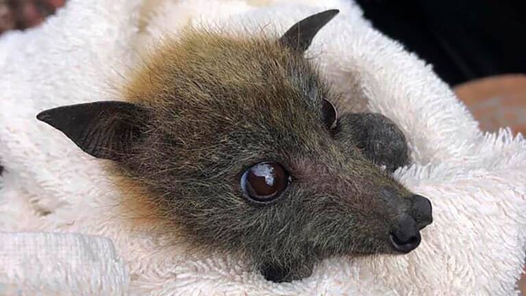 Les 6 Choses A Savoir Sur La Chauve Souris Geo Fr