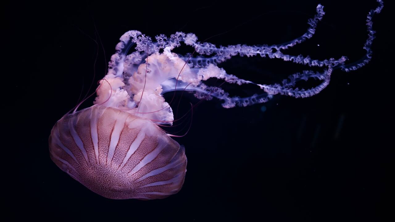 Les méduses, gagnantes du bouleversement des océans