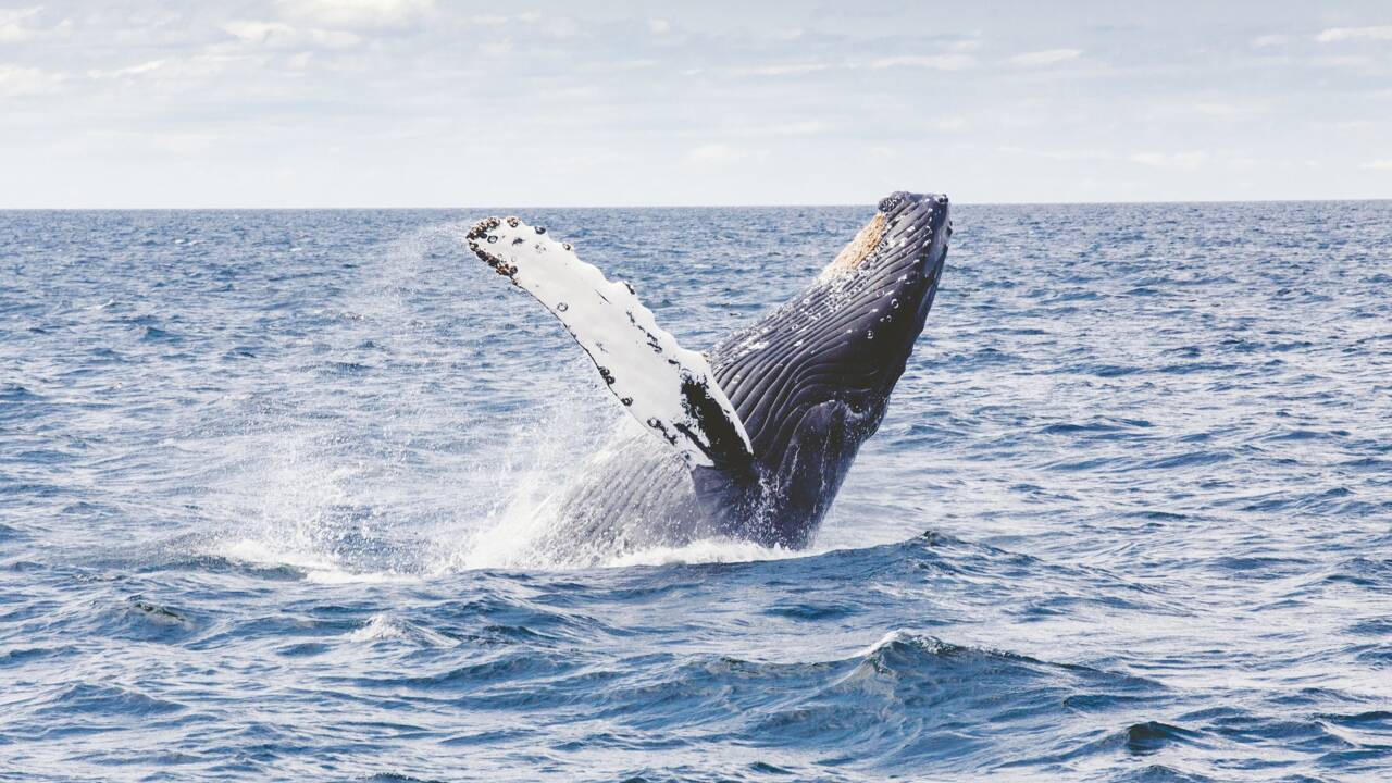 Les baleines seraient bien plus efficaces que les arbres pour absorber le CO2