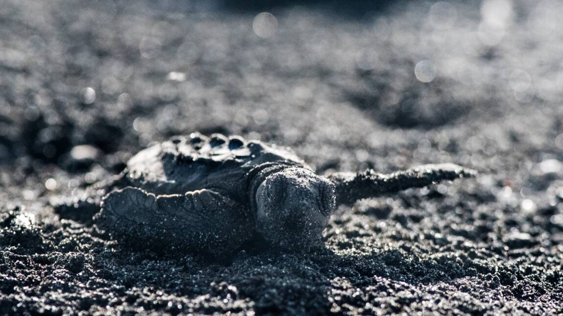 Au Costa Rica, sur les traces des tortues de Kemp