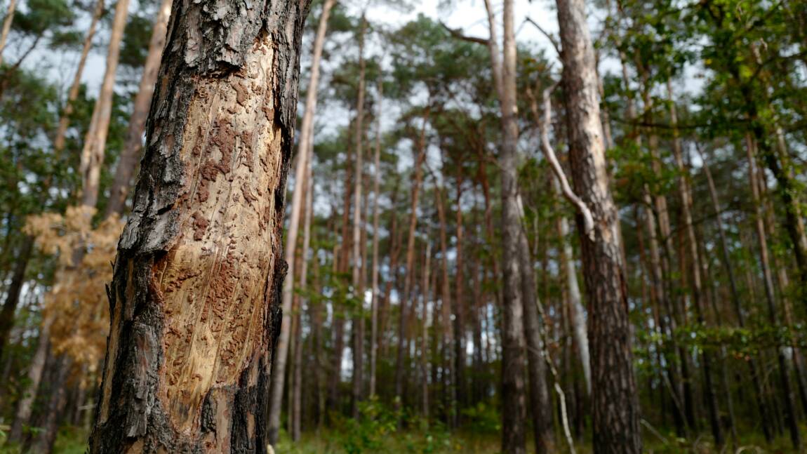 "Liste rouge" des arbres en Europe: plus de 40% des espèces menacées d'extinction