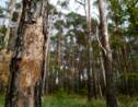 "Liste rouge" des arbres en Europe: plus de 40% des espèces menacées d'extinction