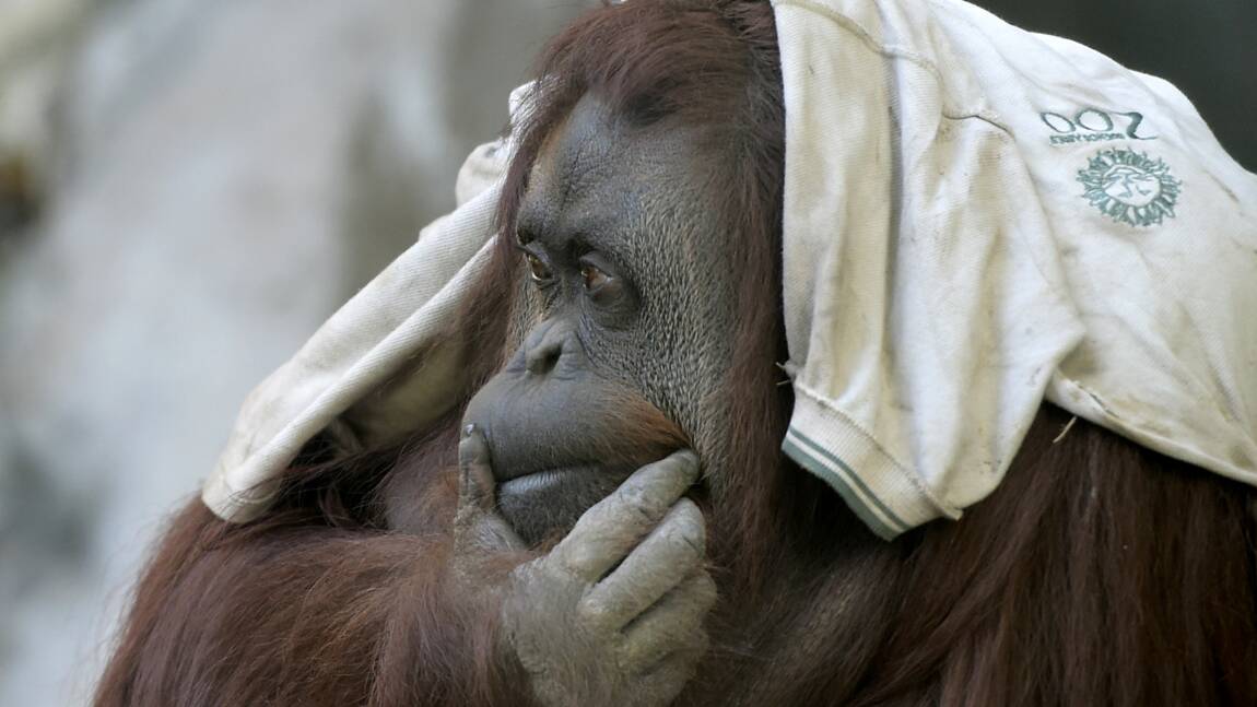 Sandra, orang-outan déprimée, va vivre dans une réserve en Floride