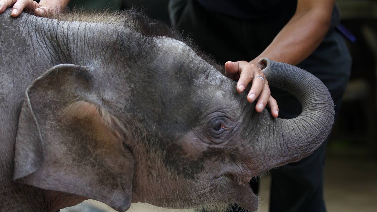 Malaisie: mort suspecte d'un éléphant pygmée de Bornéo