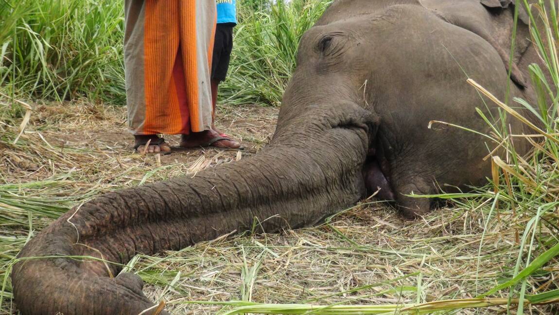Sri Lanka: sept éléphants découverts morts, sans doute empoisonnés