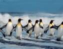 Quelle est la différence entre un manchot et un pingouin ?