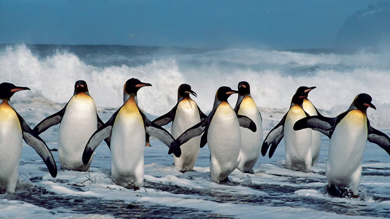 Quelle est la différence entre un manchot et un pingouin ?