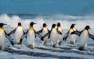 ¿Cuál es la diferencia entre un pingüino y un pingüino?
