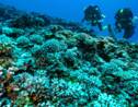 Ils repoussent les limites de la plongée profonde en Polynésie
