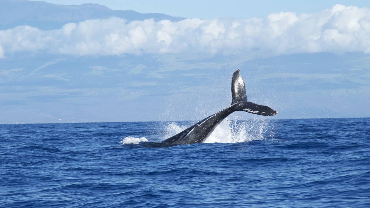 Des scientifiques ont trouvé une méthode pour peser des baleines en pleine mer