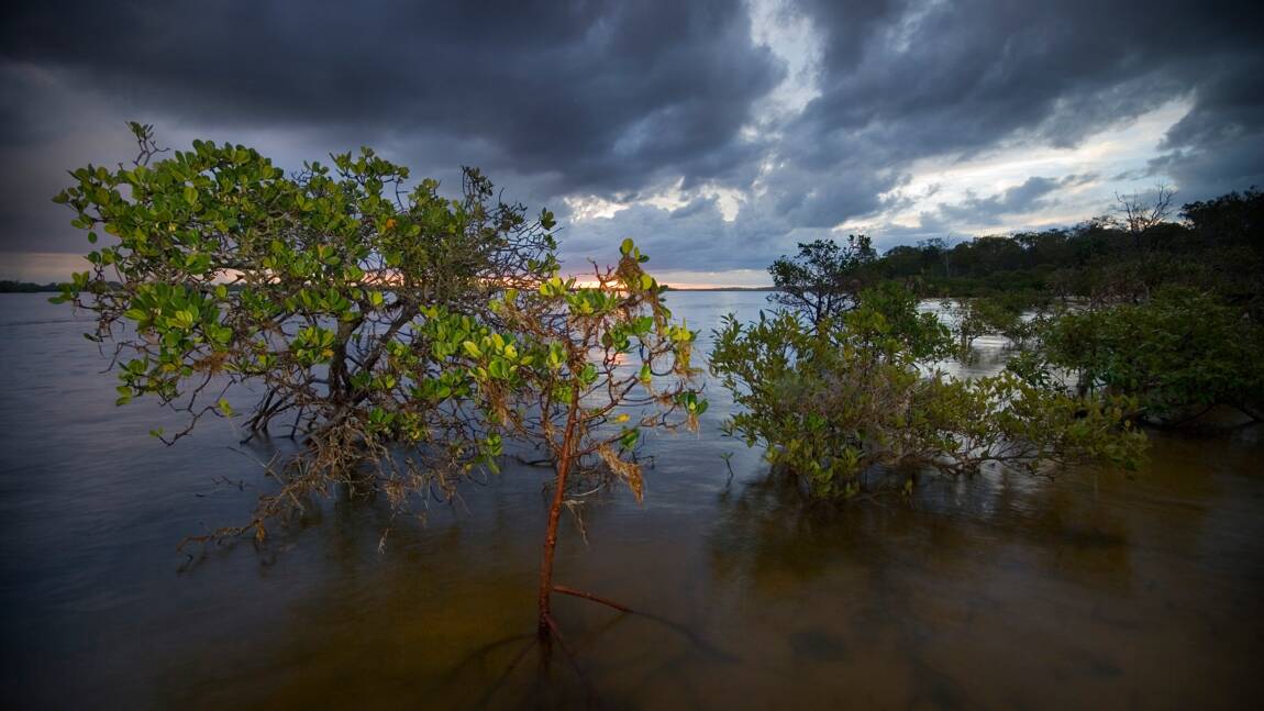 La mangrove australienne, plus grand puits naturel de "carbone bleu" au monde