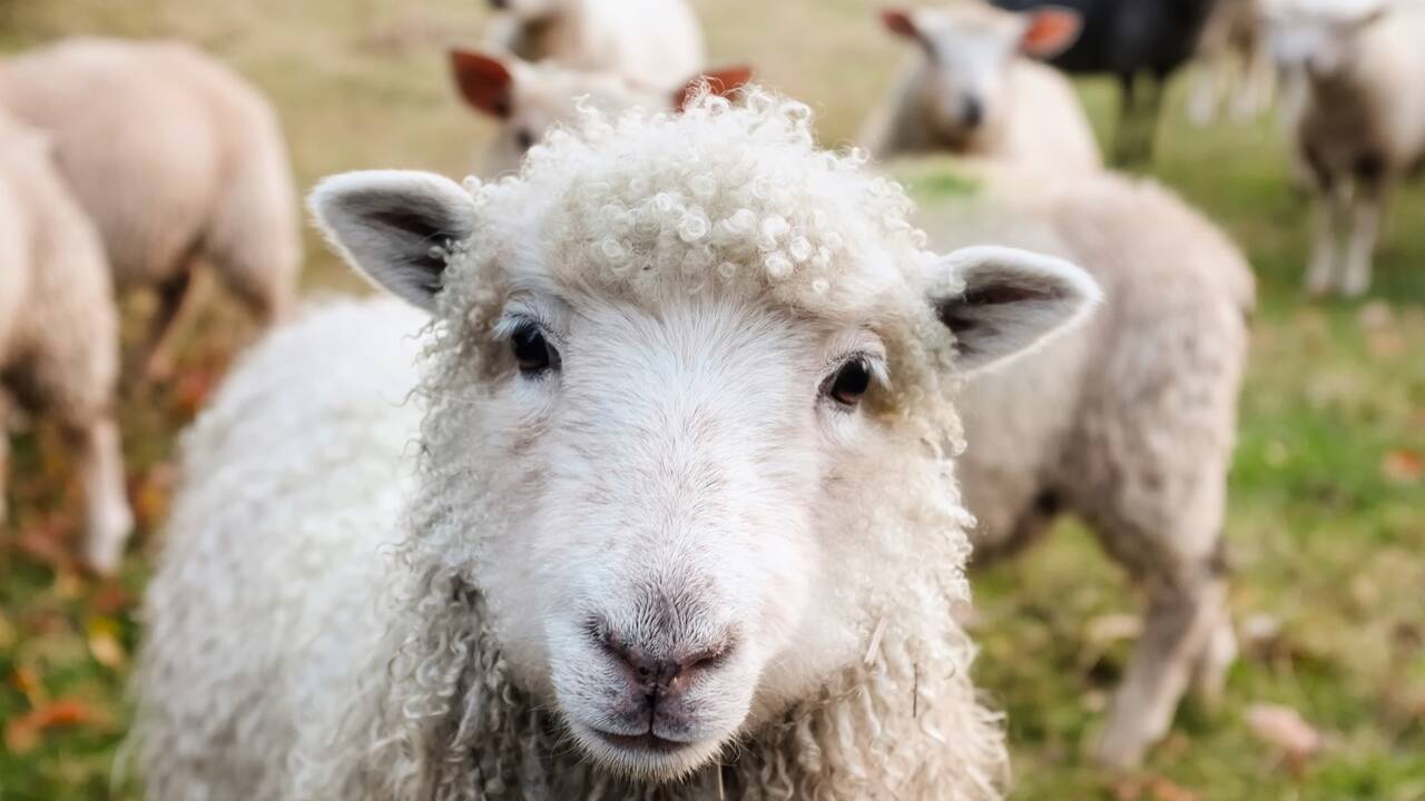 Des scientifiques élèvent des moutons pour limiter leur impact sur le réchauffement climatique