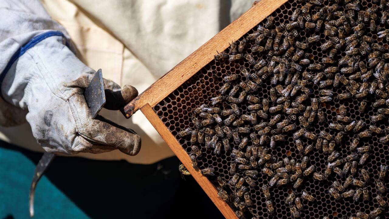 Désolation et inquiétude chez les apiculteurs italiens          