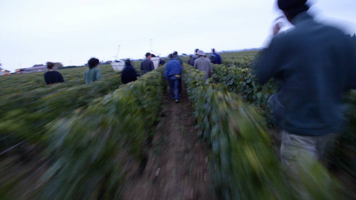 Pesticides: les viticulteurs bourguignons "très inquiets" du projet d'arrêté