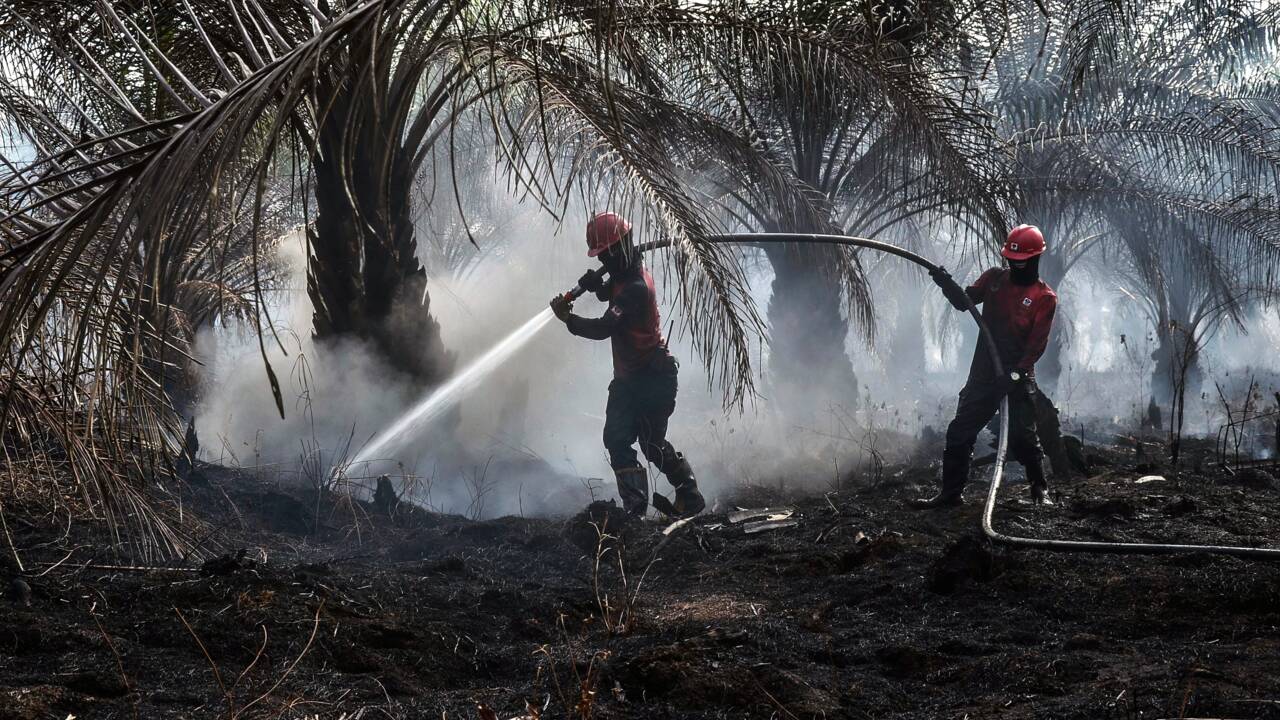 Incendies en Indonésie: l'huile de palme sur le gril