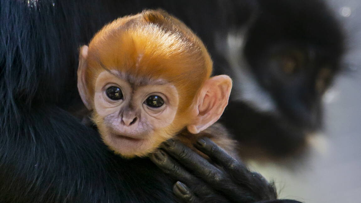 Naissance Dans Un Zoo De Sydney D Un Singe Appartenant A Une Espece Rare Geo Fr